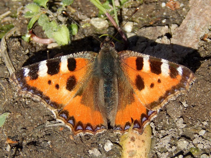 Aglais urticae !!!